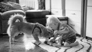 If your dog guards food or items, it is critically important that you manage the environment to keep your children out of a potentially dangerous situation.