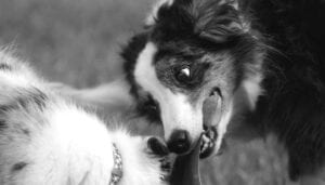 Guarding behaviors between dogs make people uncomfortable but are natural. They become a problem when fighting happens. These are Alison Carter’s dogs getting grumpy about sharing a toy.