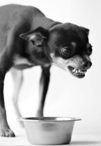 If your dog is guarding his food bowl, consult with a trainer to implement the proper protocol for teaching him not to guard. Showing your dog that you can take away his food makes the situation worse.