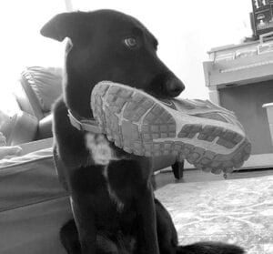 Dogs sometimes guard puzzling items. Hannah Bauchat says even a shoe can be a precious item at her house.