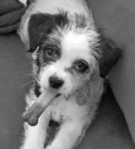 Start early to teach your puppy he doesn’t need to guard. Katie Pate’s Mollie is learning the Give cue when she has a chewie.