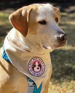You never know your rescue dog’s potential until you train him. Once Kat ie Pate’s McDuffie had formal obedience training, he eventual ly become registered as a Pet Partners therapy dog.