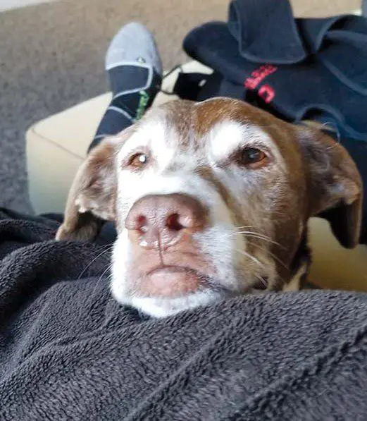 Why Has My Dogs Behaviour Suddenly Changed