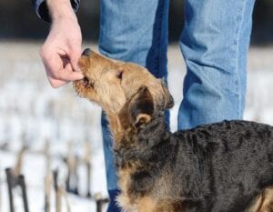 Les friandises de dressage doivent être petites et le chien doit être facile à consommer rapidement.