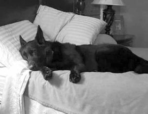Susan Gilreath's German shepherd Talon is no alpha by getting on the bed.  He just feels good there.