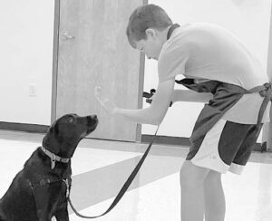 If you are struggling with training your dog yourself, a group class may be an affordable way to get the help you need.