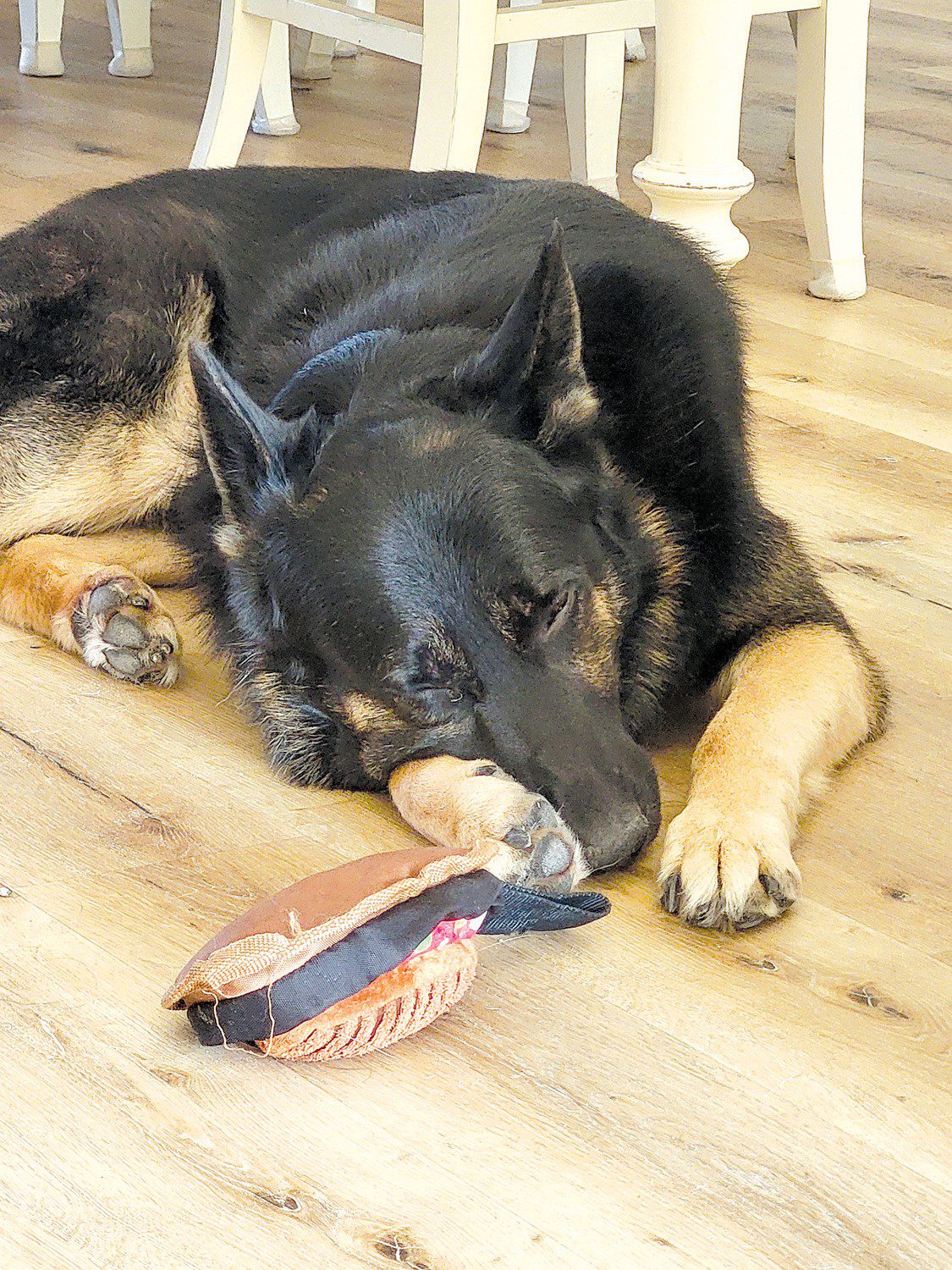 What to expect when you hire a dog trainer Columbia Star