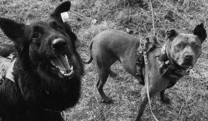 A shepherd and a pit bull stand side by side wearing harnesses. The shepherd opens its mouth to catch a piece of cheese.