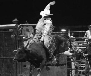 The last event of the evening was bull riding with the hero of the show riding the bull to the sounding of the bell.