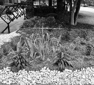 Completed rain garden