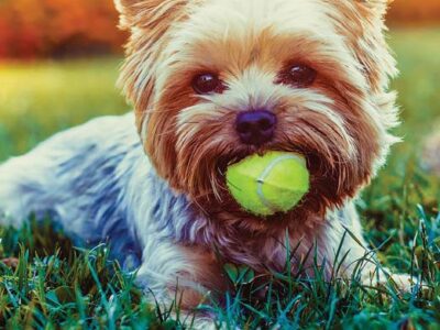 A game I teach every puppy I meet (and why)