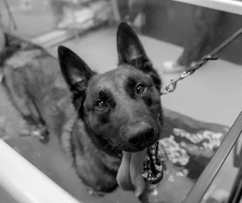 CVETS offers free care for local law enforcement dogs