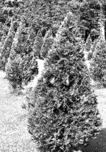 Trees stand like soldiers at attention.