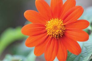 Tithonia aka Mexican sunflower brings bees and butterflies to the garden.