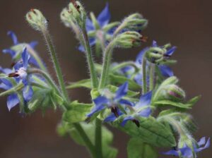 The leaves and stems of borage are covered in hairs.