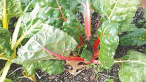Rhubarb growing in Sustainable Carolina Garden at USC.