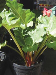 Grow rhubarb in a pot to move it from sun to shade.