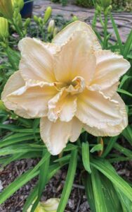 Hemerocallis ‘Peggy Jeffcoat’ Photo by Peggy Jeffcoat