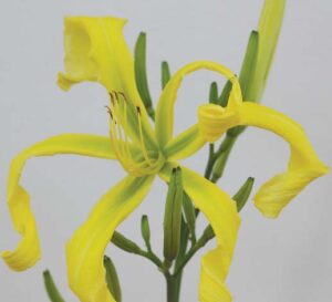 Peggy Jeffcoat’s ‘Best Spider Flower’