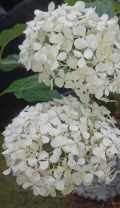 Incrediball ‘Storm Proof’ flowers Photo by Arlene Marturano