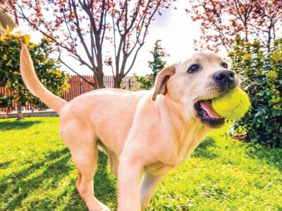 High Intensity vs Low Intensity Exercise: Which one does your dog need?