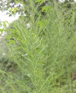 Dog fennel Photos by Arlene Marturano