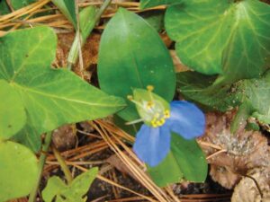 Asian Dayflower
