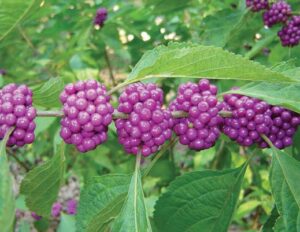 Purple beautyberries wrap around the stem like fruit on a shish kabob. Photos by Arlene Marturano