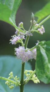 Spring pink flowers of American beautyberry