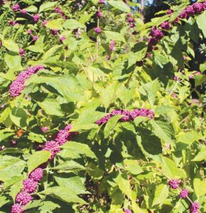 American beautyberry shrub in Belser Arboretum