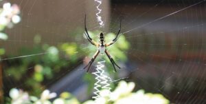 Female Argiope waits for prey in the stabilimentum.