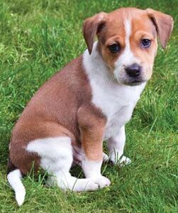 Bringing home a new puppy