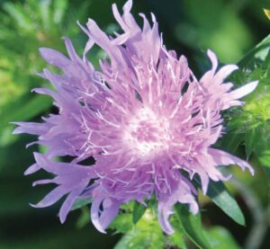 Stokes’ aster, Stokesia laevis, a native to wetlands, is a good choice for rain gardens.