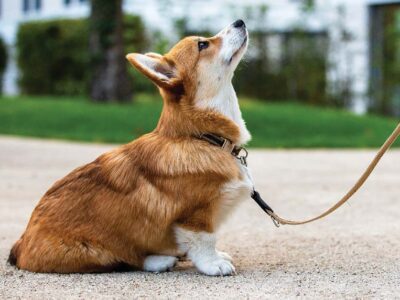 Antecedent Arrangement—a life-changing behavior modification strategy