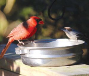 Northern cardinal and brown-headed nuthatch Photos by Arlene Marturano