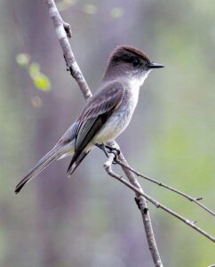 Eastern phoebe