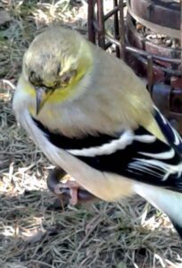 American goldfinch with eye disease