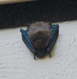 Bat roosts on house in Richland County.