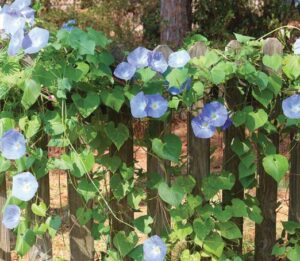 Morning glory, short-day plant
