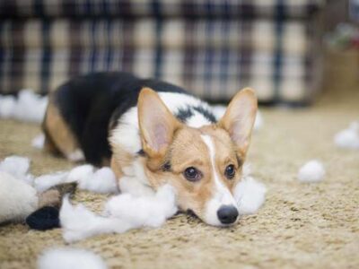 Shred On! Meeting your dog’s need to shred and dissect