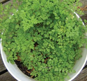 Container grown chervil