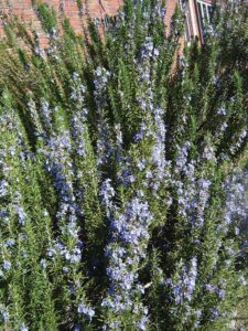 Rosemary in flower in winter
